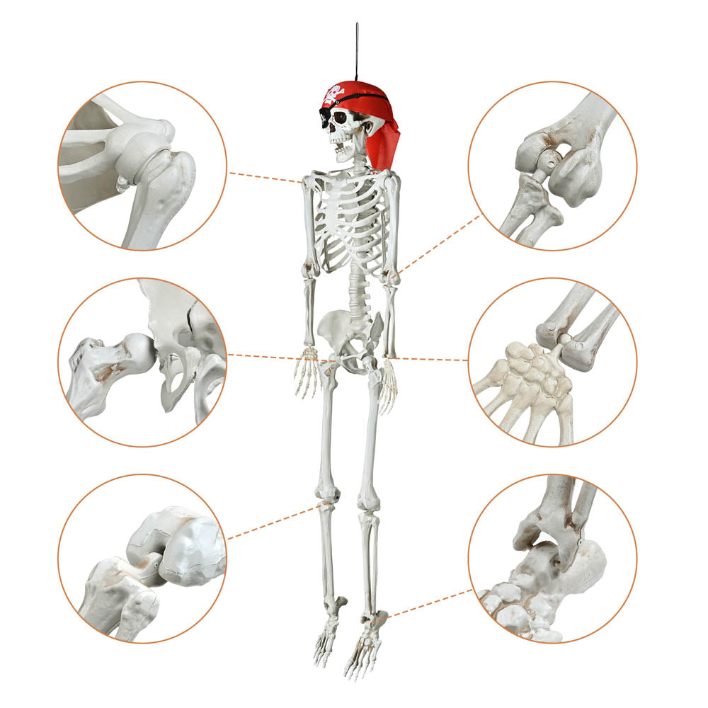 Yescom 5.4ft Life Size Posable Full Body Skeleton Prop for Halloween Party