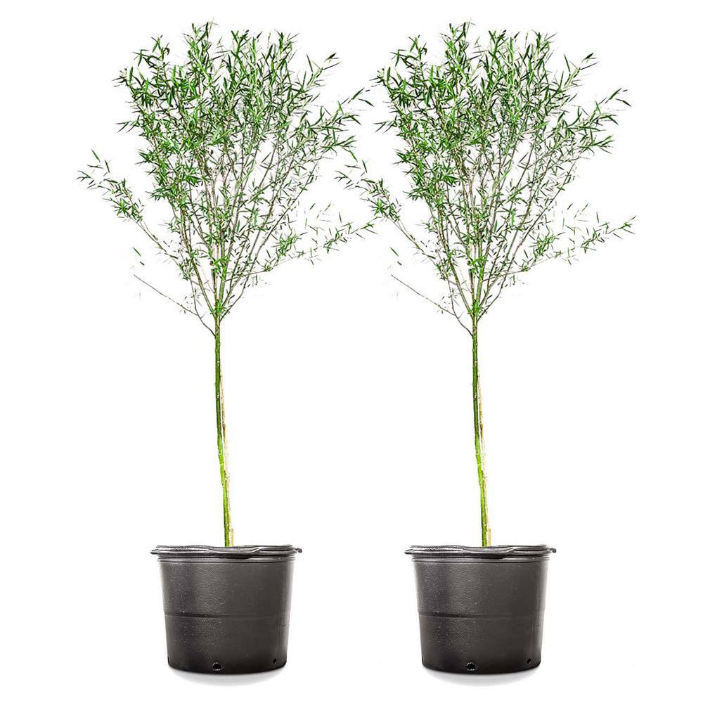 5 Gal. Weeping Willow Tree (2-Pack) THD00176