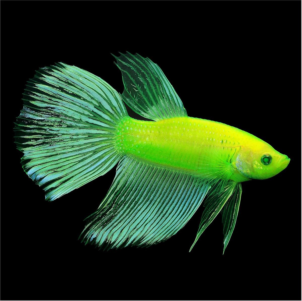 GloFish Betta Aquarium Water Balance， 2-oz bottle