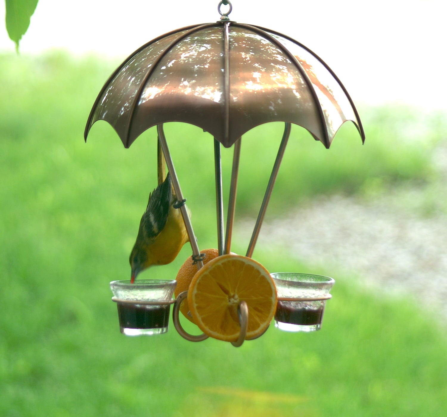 Woodlink Oriole Bird Feeder， Metal， Brushed Copper