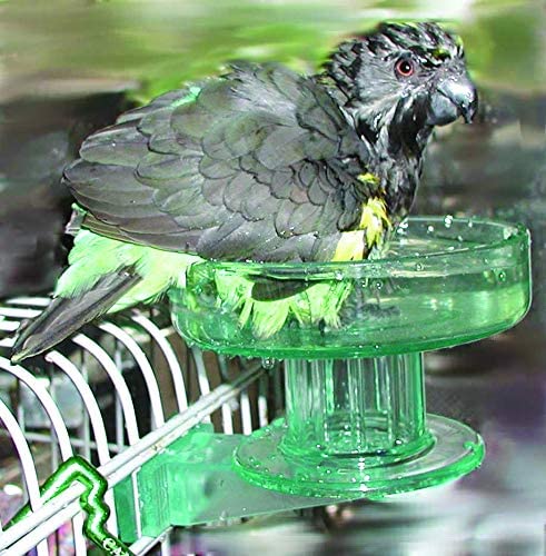 Bird Bath