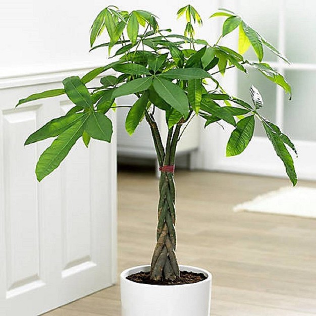 Braided Money Tree - National Plant Network