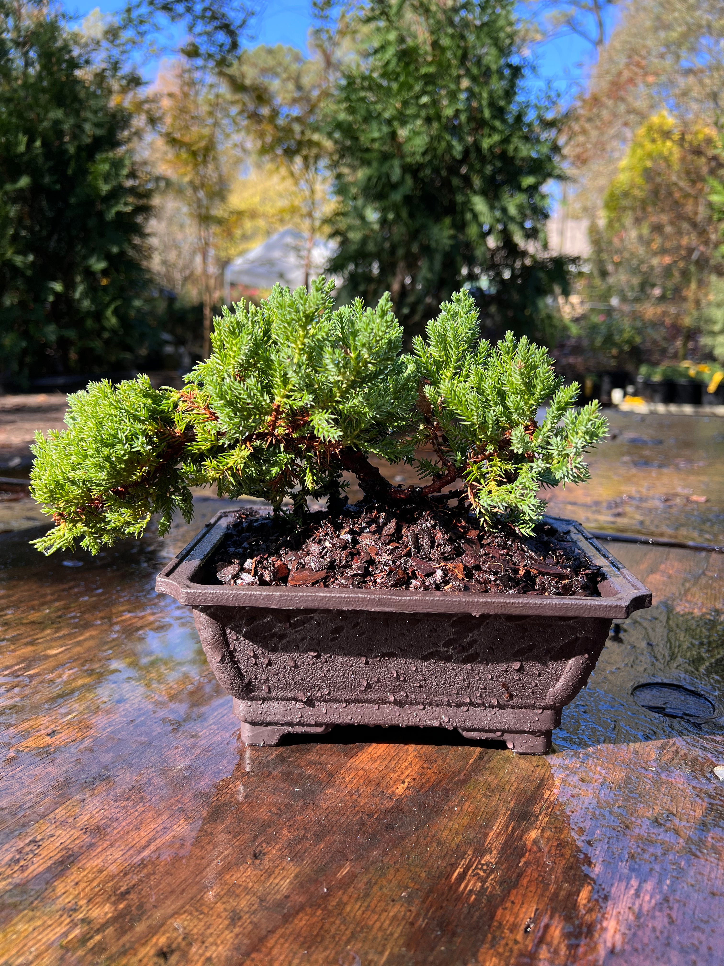 Juniper Bonsai (Live) - Very Cold Hardy, Live & Exotic