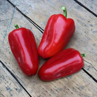 Bonnie Plants 19 oz. Sweet Red Snack Size Pepper Plant 2114