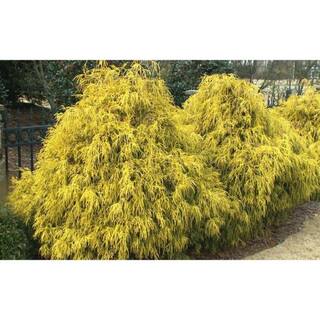 Online Orchards 1 Gal. Kings Gold Threadbranch Cypress Shrub Brings Rich Permanent Color to any Landscape EGTC001