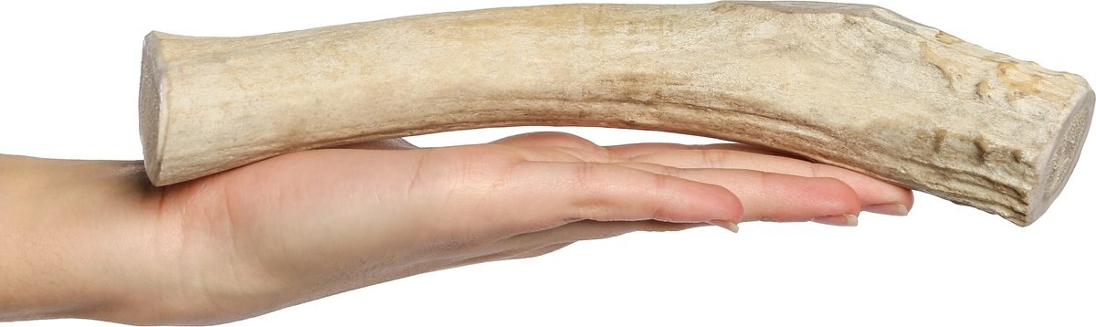 Bones and Chews Made in USA Deer Antler Dog Chew， 9.5 - 10.5-in， X-Large