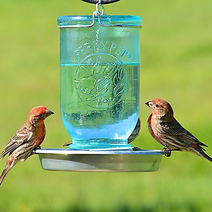 Perky-Pet Mason Jar Wild Bird Waterer