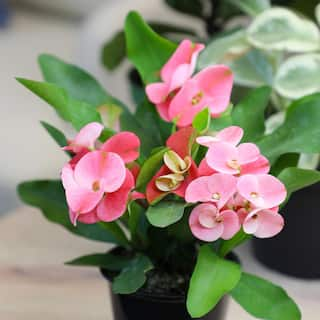 ALTMAN PLANTS 4.25 in. Euphorbia Milii With Pink Flowers Charlotte Variety Crown Of Thorns Single Plant 0872926