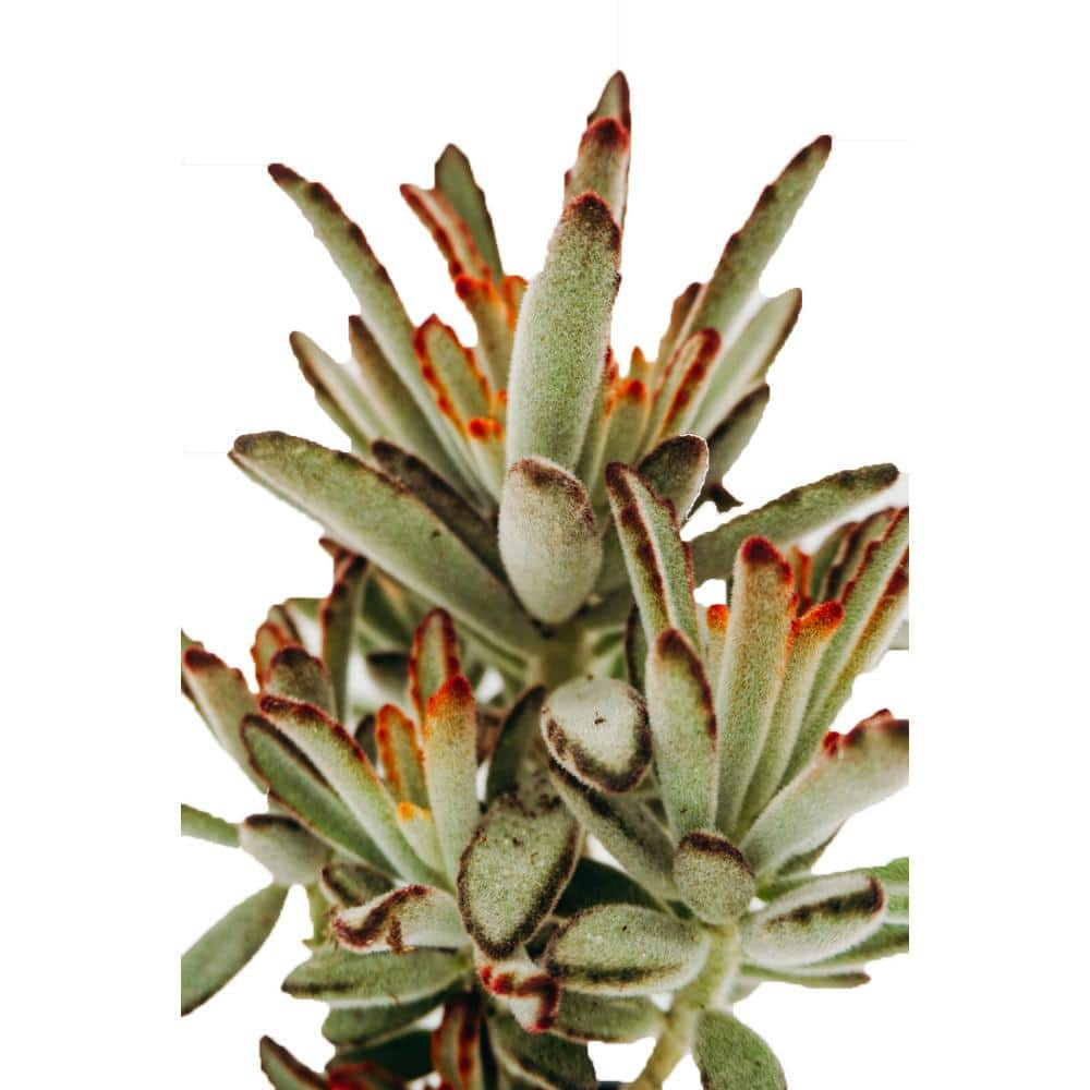 3.5 in. Assorted Succulent Plants Growers Choice (4-Pack) 30946