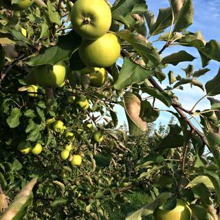 5 gal. Semi-Dwarf Mutsu Apple Tree APPMUT05GD