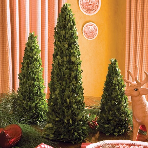 Boxwood Mini Trees，Set Of 3