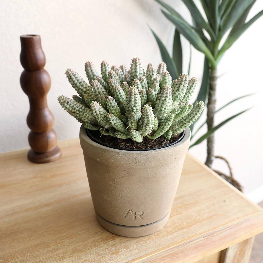 ALTMAN PLANTS Altman Reserve 6 in. Corn Cob Succulent (Euphorbia Mammillaris Variegata) in Cement Pot 0872979