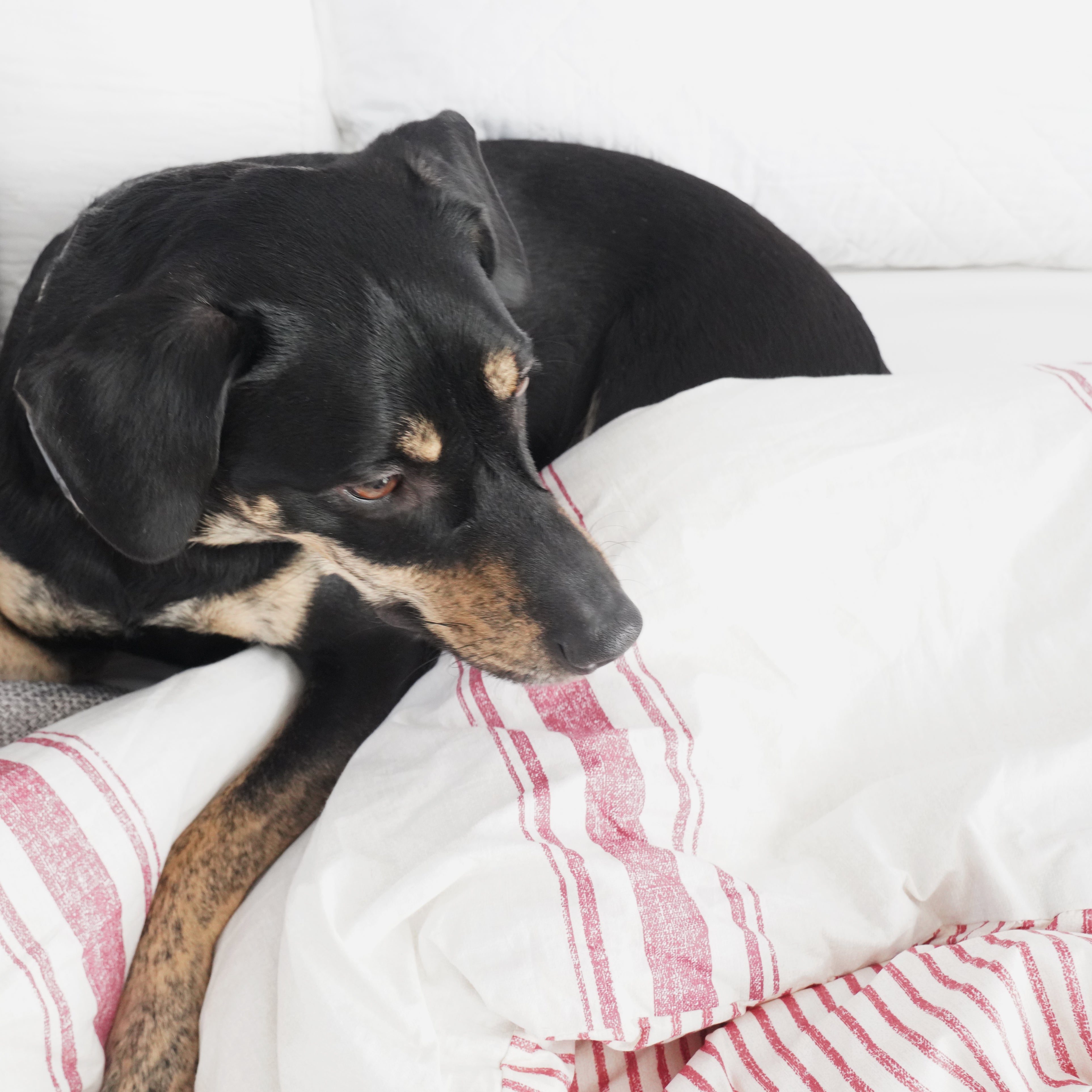 Farmhouse Stripe Cotton Reversible Comforter Set