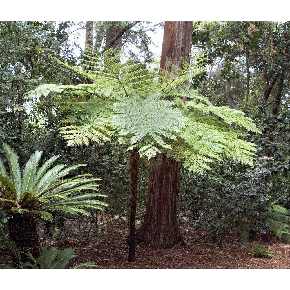 Wekiva Foliage Australian Tree Fern - Live Plant in a 10 in. Growers Pot - Sphaeropteris Cooperi - Tropical Fern for The Home and Gard VJ-071F-X3EL