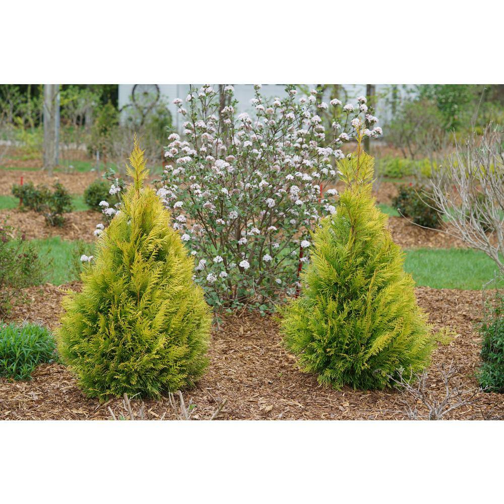 PROVEN WINNERS 1 Gal. Fluffy Western Arborvitae (Thuja) Live Evergreen Shrub THJPRC1066101