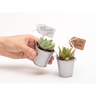 The Succulent Source 2 in. Wedding Event Rosette Succulents Plant with Silver Metal Pails and Thank You Tags (30-Pack) 2-R-S-TY-30