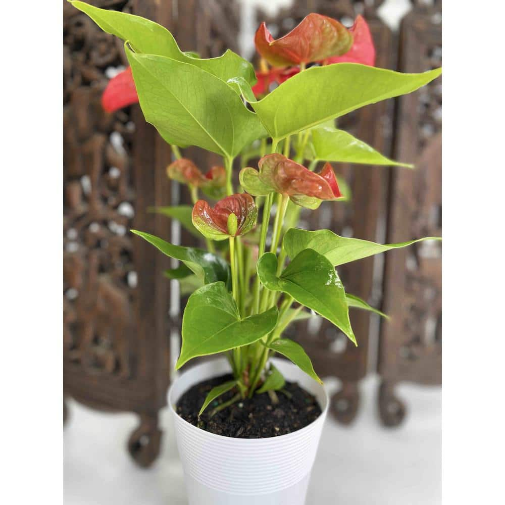 EVERBLOOM GROWERS INC. 5 in. Anthurium Assorted Plant 5ANTASS