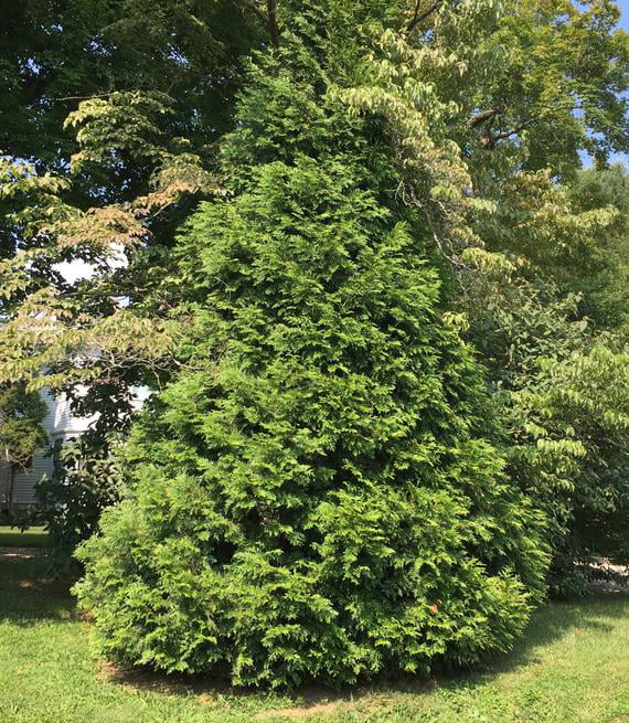 4 Green Giant Arborvitae， 4 separate plants in 2.5 inch Containers 6-14 inches Tall