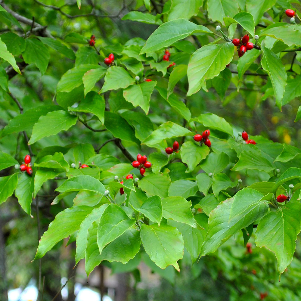 White Dogwood