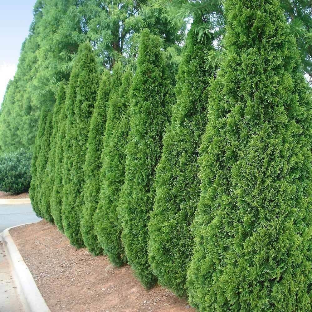 BELL NURSERY 3 Gal. Emerald Green Arborvitae (Thuja) Live Evergreen Shrub THUJA3SGD1PK