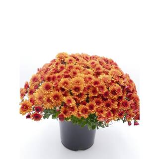 BELL NURSERY 3 Qt. Orange Chrysanthemum Annual Live Plant with Orange Flowers in 8 in. Grower Pot (2-Pack) CHMUM8ORG2PK