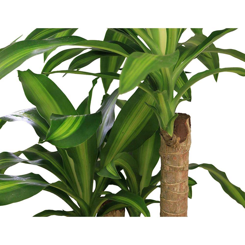 Costa Farms Mass Cane Indoor Plant in 8.78 in. Grower Pot Avg. Shipping Height 2-3 ft. Tall 10MC2