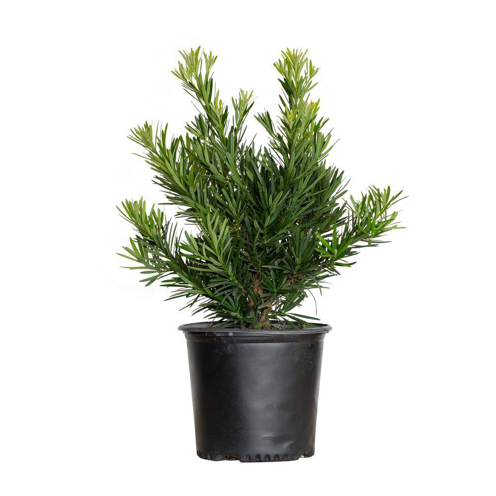 FLOWERWOOD 2.5 Gal. Pringles Dwarf Yew Evergreen Shrub 48493FL