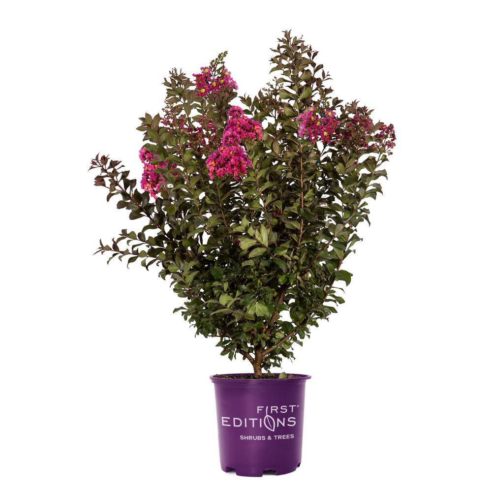FIRST EDITIONS 2 Gal. Plum Magic Crape Myrtle Flowering Shrub with Fuschia Pink Flowers 14845