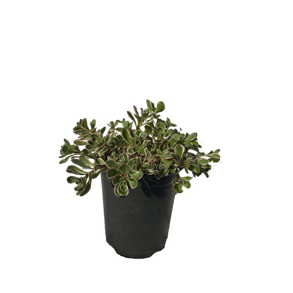 Zeus  Ruta Live Sedum Spurium Tricolor in Separate in Pots Pet-Safe (5-Pack) BG-38