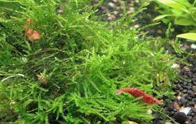 Flame Moss (Taxiphyllum 'Flame') Live Aquarium Plants BUY2 GET1 FREE