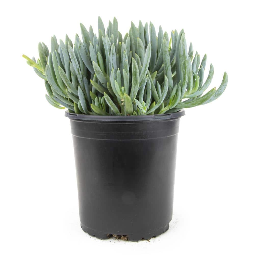 ALTMAN PLANTS 1 Gal. Senecio Mandraliscae Blue Chalk Sticks in Grow Pot Single 0880119