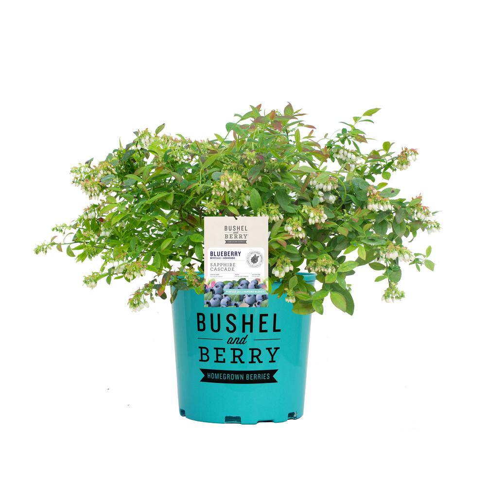 BUSHEL AND BERRY 1 Gal. Bushel and Berry Sapphire Cascade Hanging Blueberry Live Plant HD1667