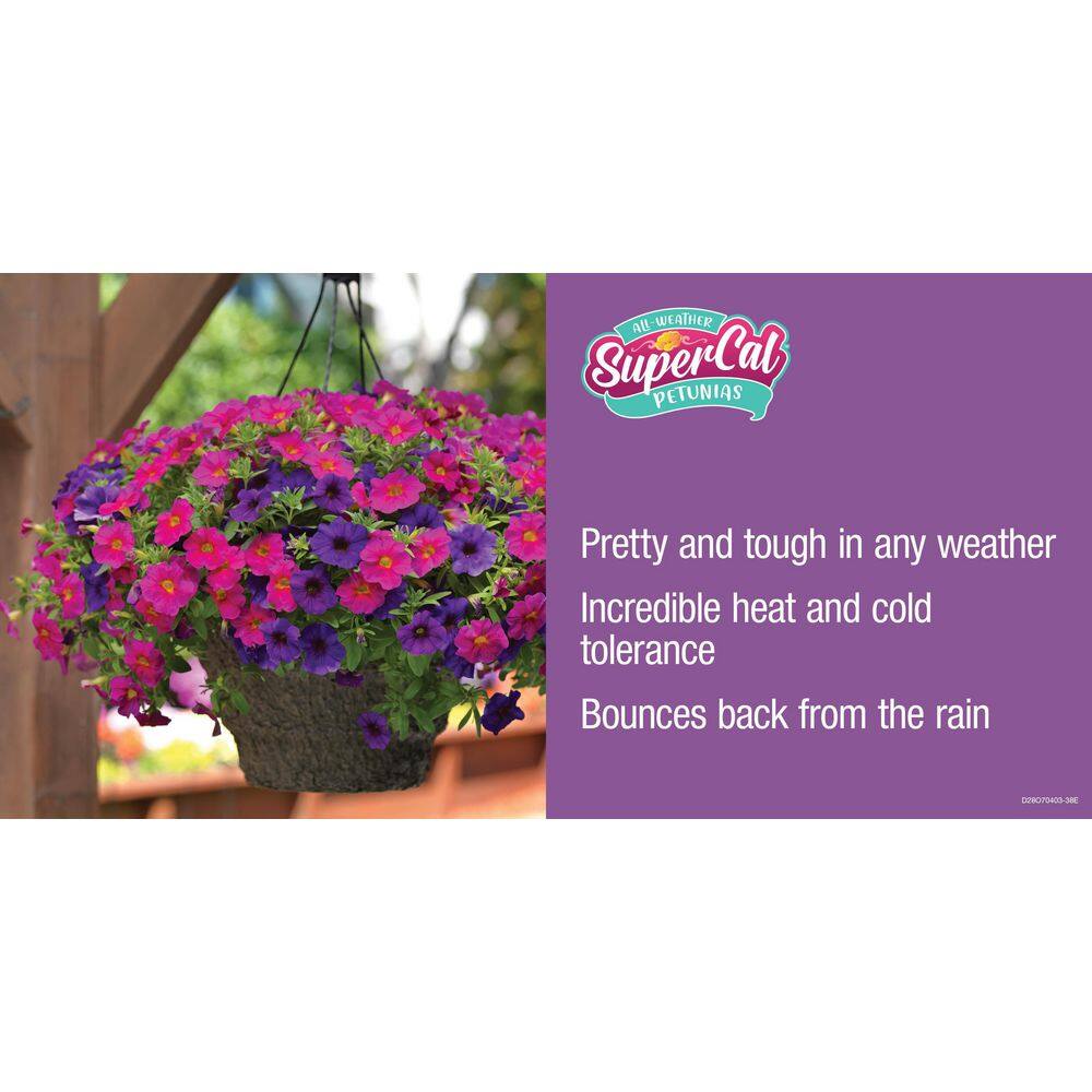 SUPERCAL 2.5 Qt. Bordeaux Premium SuperCal Petunia Outdoor Annual Plant with Red Flowers (3-Pack) 4283