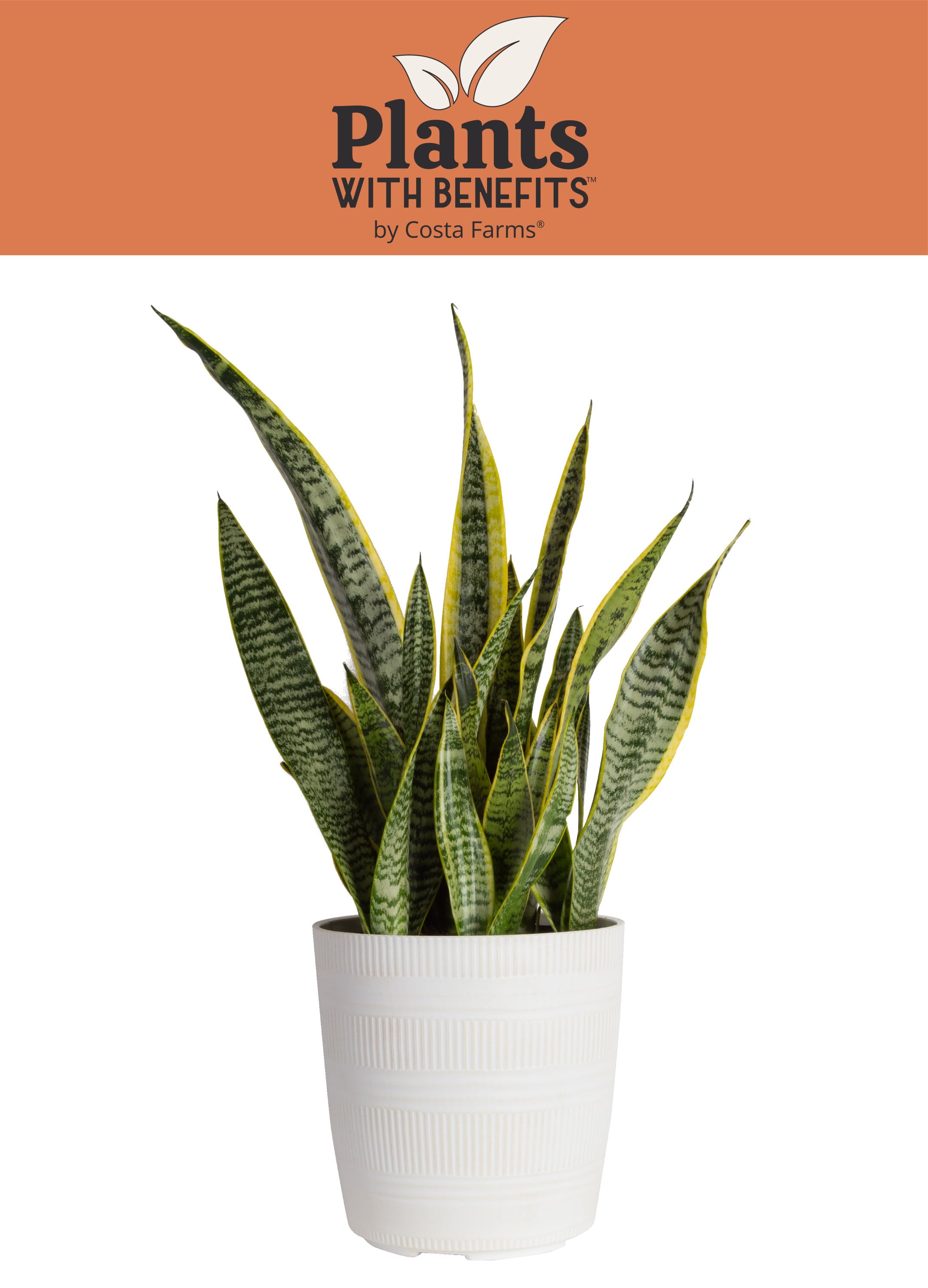 Costa Farms Plants with Benefits Live Indoor 30in. Tall Green Snake Plant; Bright， Indirect Sunlight Plant in 8.75in. Décor Pot