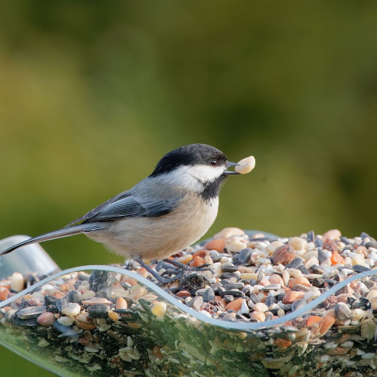 Melody Select Nut Fruit and Berry Bird Food