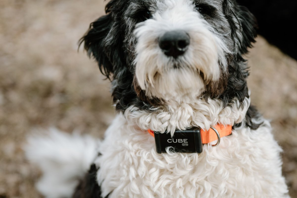 Cube Real Time GPS Dog and Cat Tracker