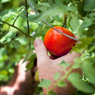 Bonnie Plants 1.19 qt. Celebrity Tomato Plant (6-Pack) 0219