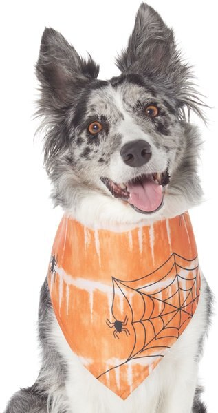 Frisco Orange Spiderweb Dog and Cat Costume Bandana