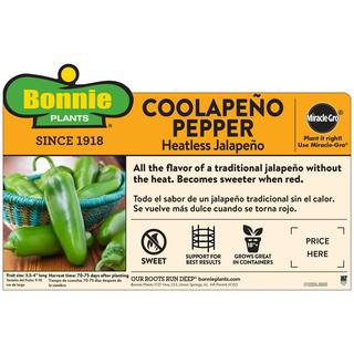 Bonnie Plants 19 oz. Coolapeno Heatless Jalapeno Pepper Plant 2504