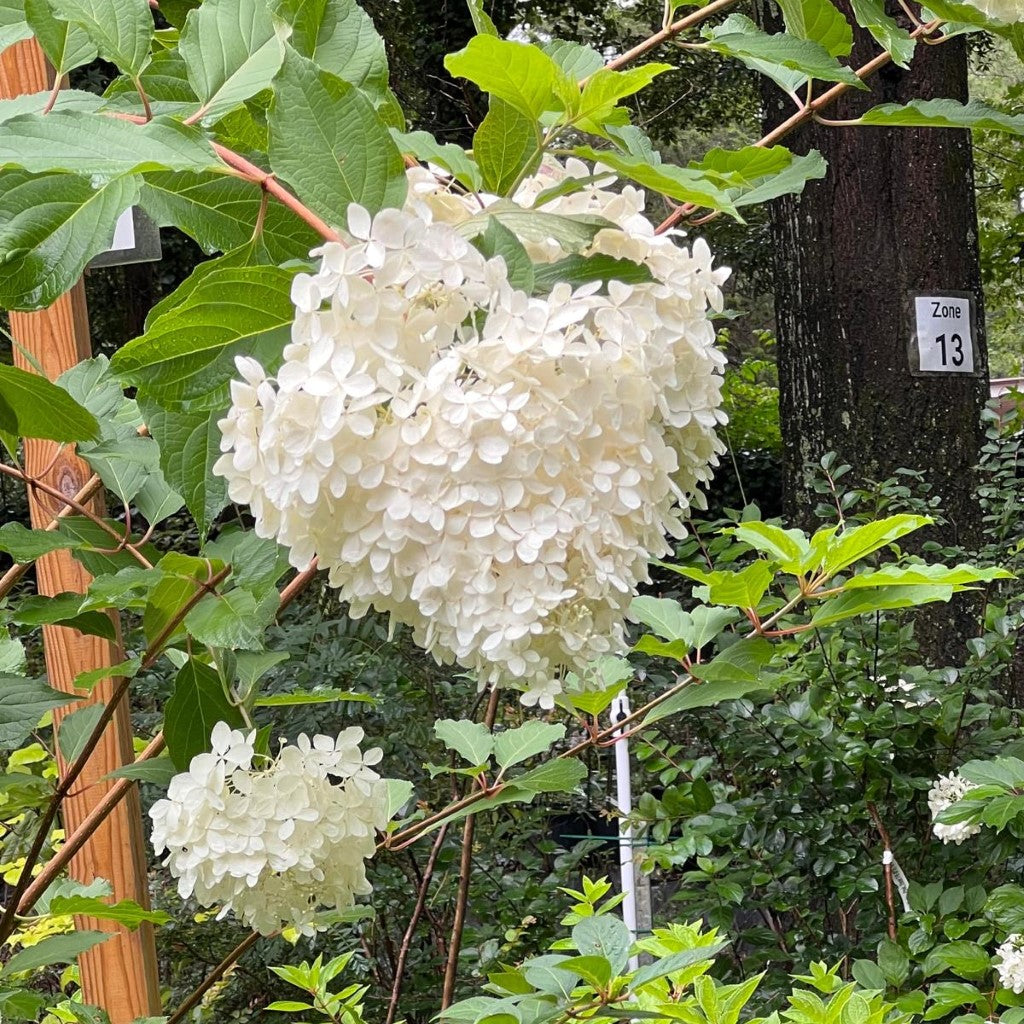 Phantom Hydrangea