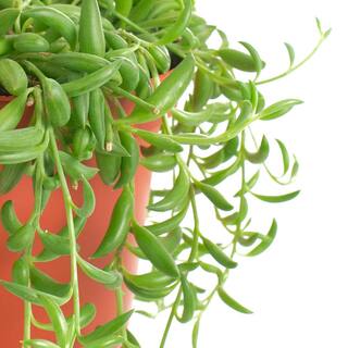 Shop Succulents String of Bananas Hanging Succulent Senecio Radicans Fully Rooted Live 6 in. Succulent Plant with Hanger 1-BANANAS-6