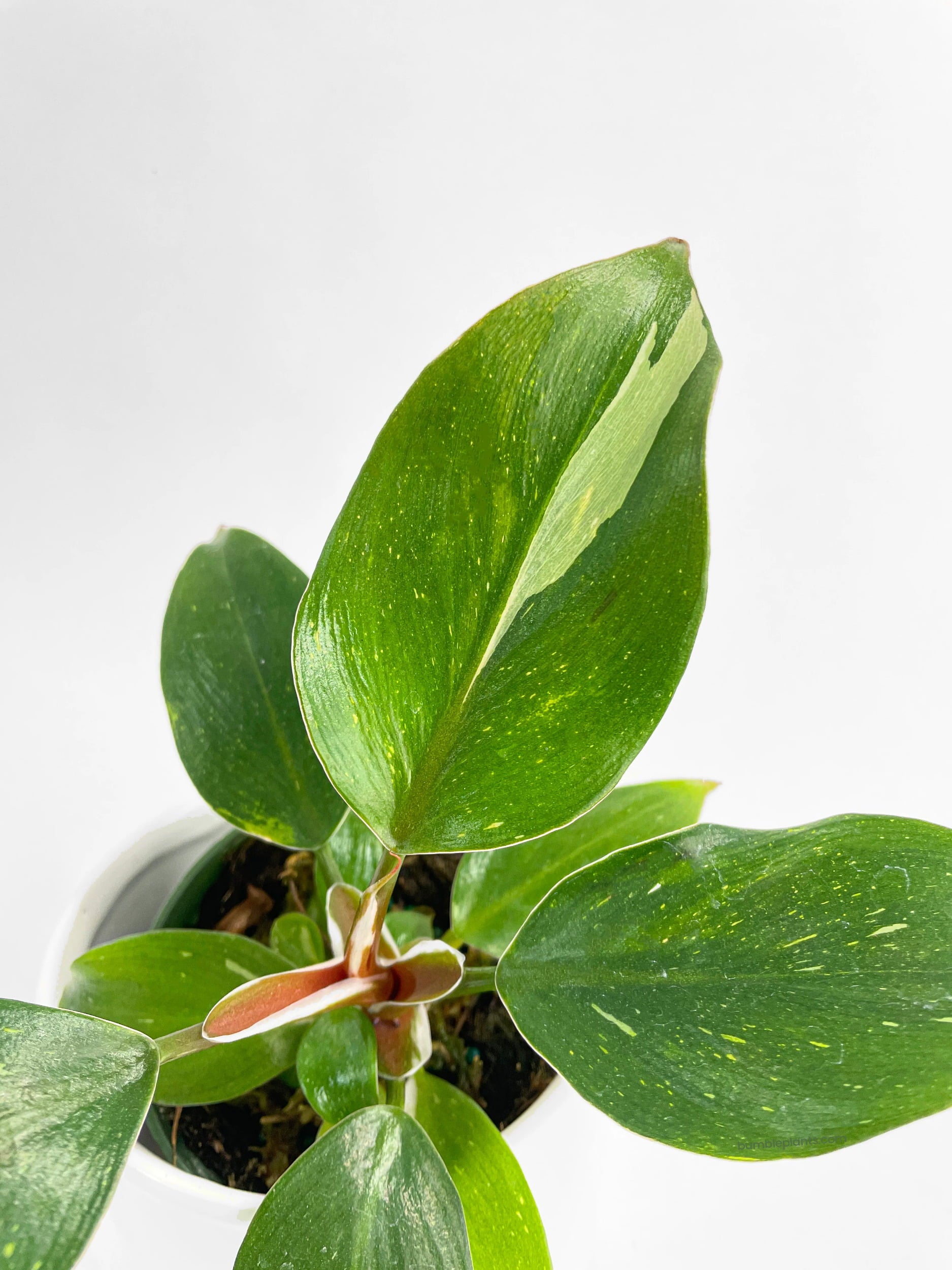 Philodendron White Princess