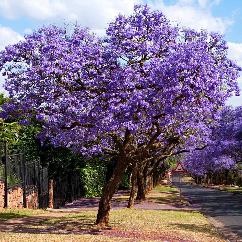 Jacaranda Tree