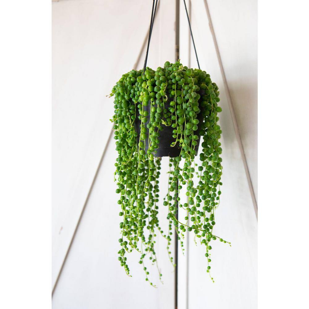 LIVELY ROOT 6 in. String Of Pearls Plant (Senecio Rowleyanus) Plant in Grower Pot LRSTGPRL