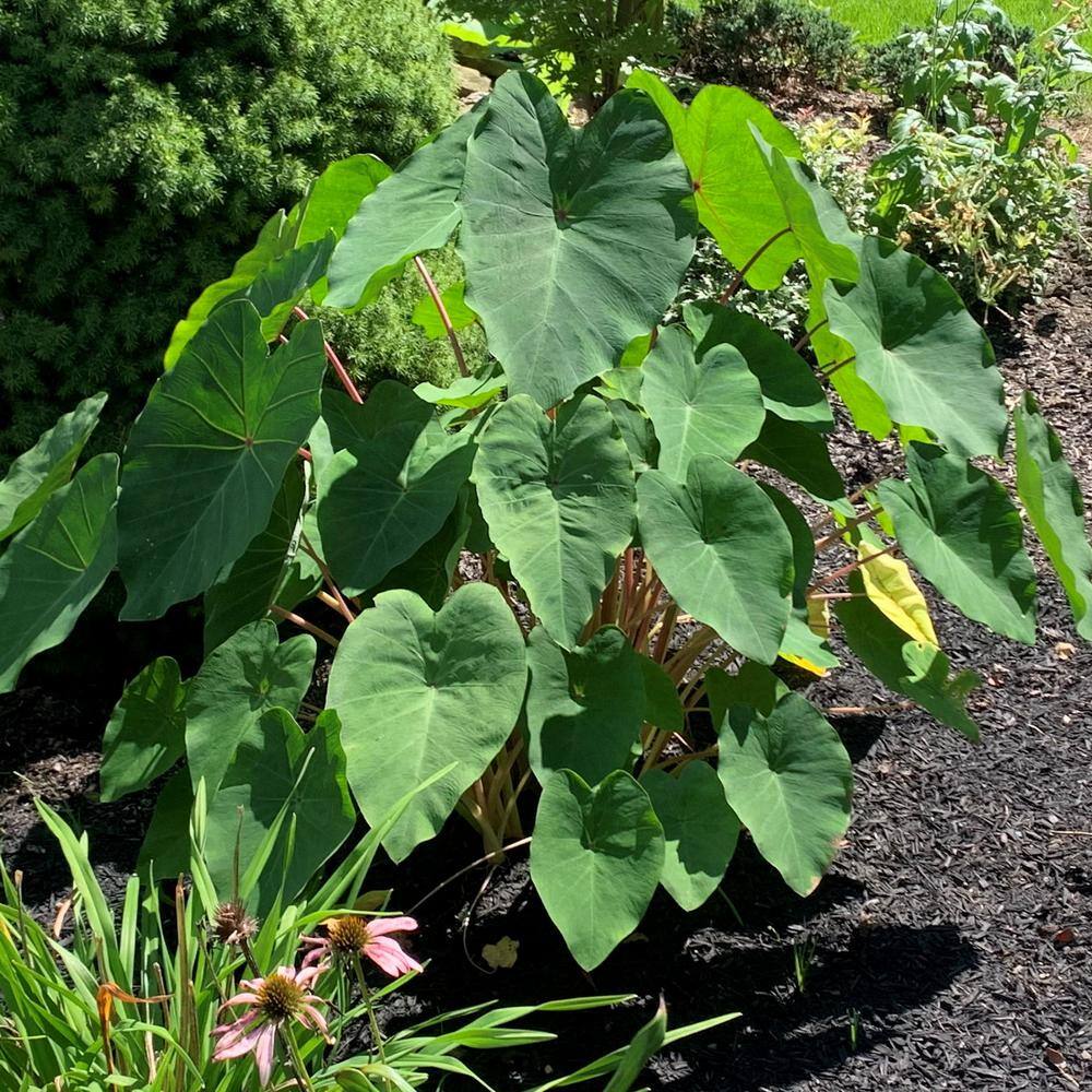 national PLANT NETWORK 3.5 in. Colocasia Polar Green Plant in Grower Container (2-Piece) HD1450