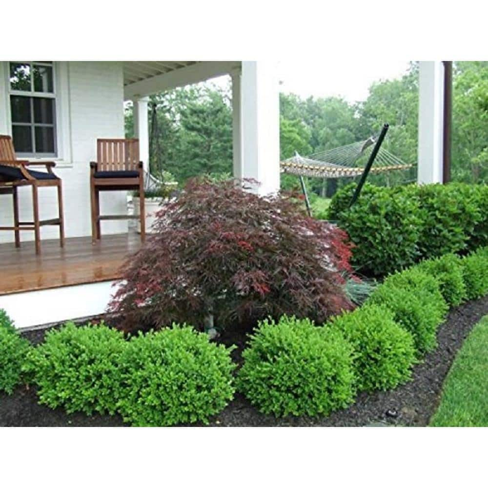 BELL NURSERY 1 Gal. Green Velvet Boxwood (Buxus) Live Evergreen Shrub BUXUS1GRE1PK