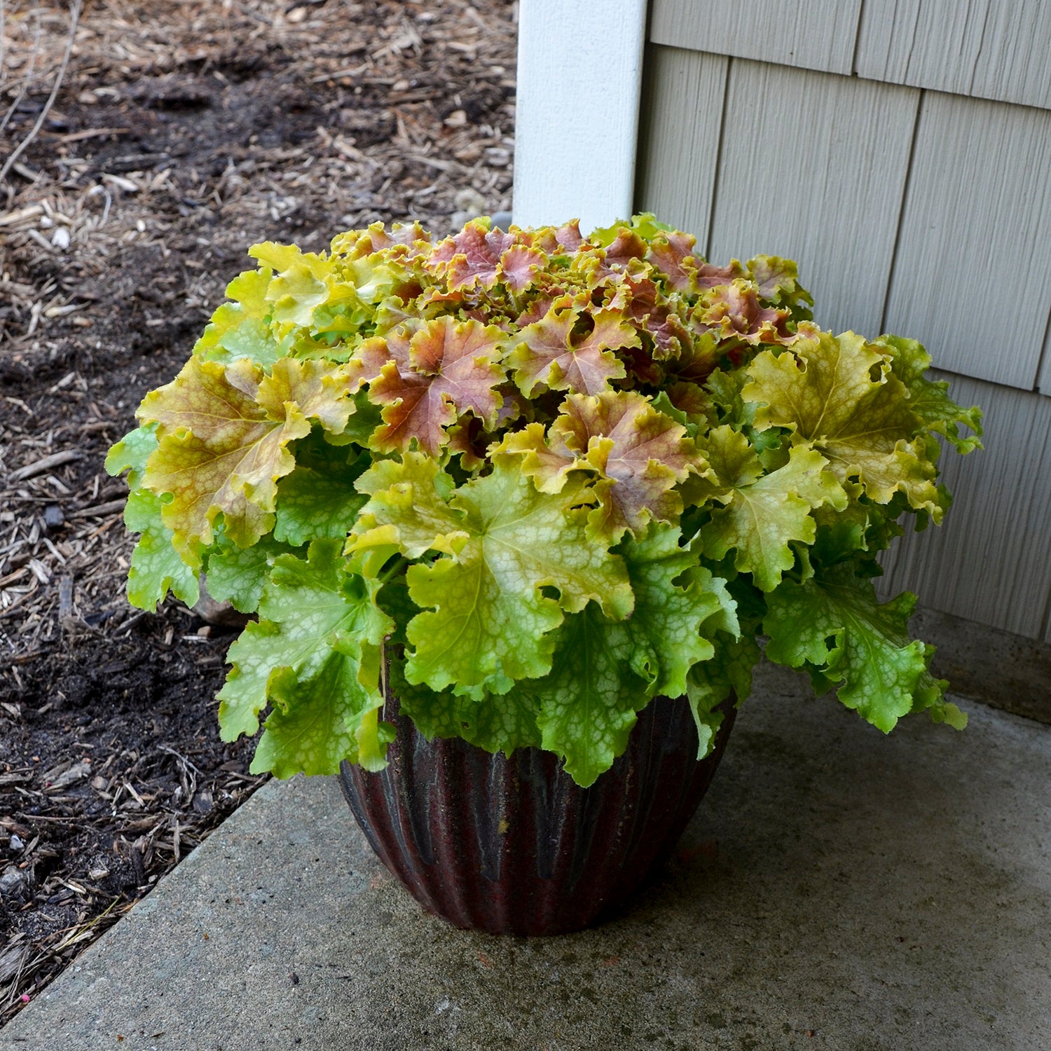 4.5 in. Qt. Dolce Apple Twist Coral Bells (Heuchera) Live Plant， White Flowers and Yellow to Green Foliage