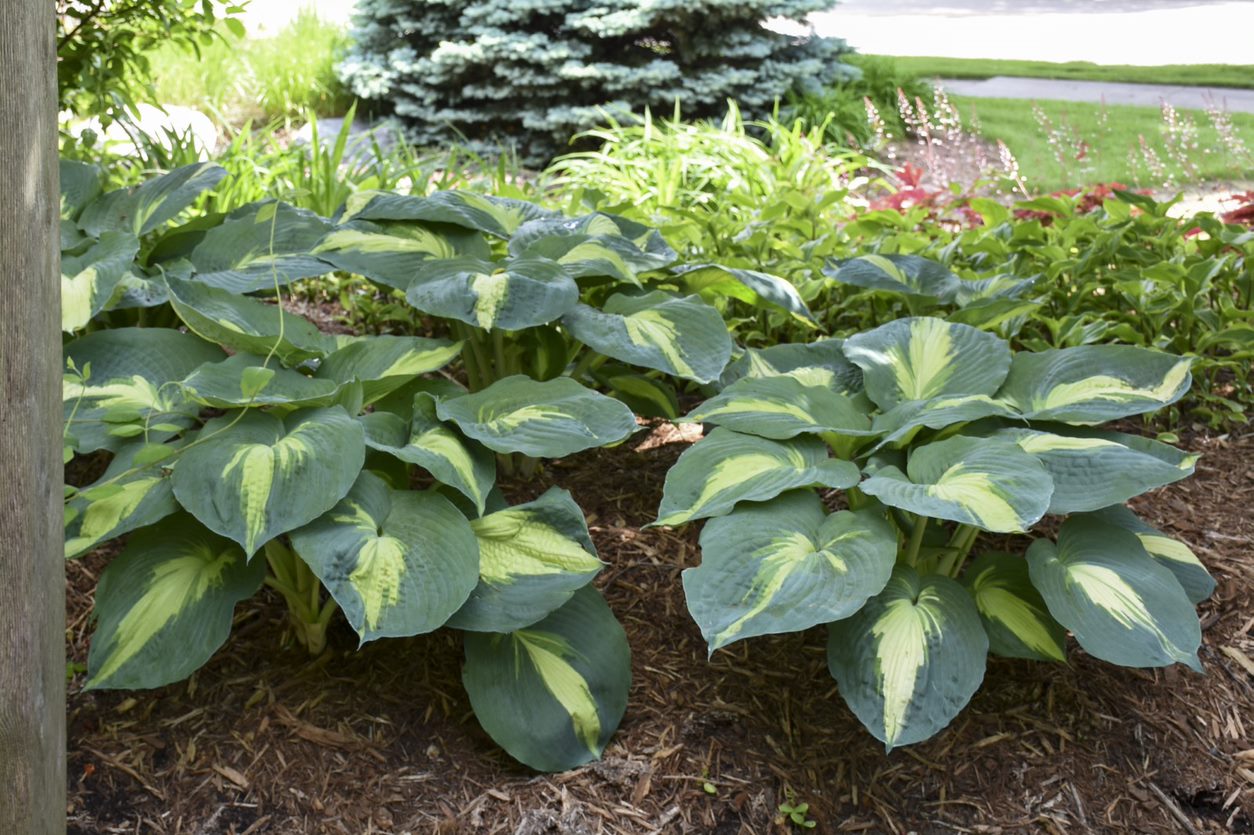 1 Gallon， Shadowland Hudson Bay (Hosta) Live Plant， Variegated Foliage and Purple Flowers