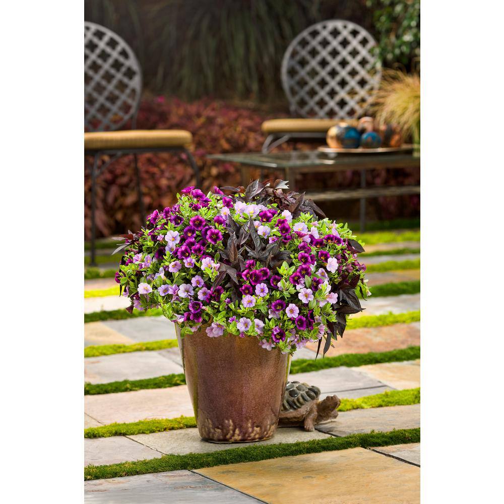 PROVEN WINNERS 4.25 in. Eco+Grande Superbells Grape Punch (Calibrachoa) Live Plant Purple Flowers (4-Pack) BELPRW3067504