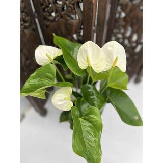 EVERBLOOM GROWERS INC. 5 in. Anthurium Assorted Plant 5ANTASS